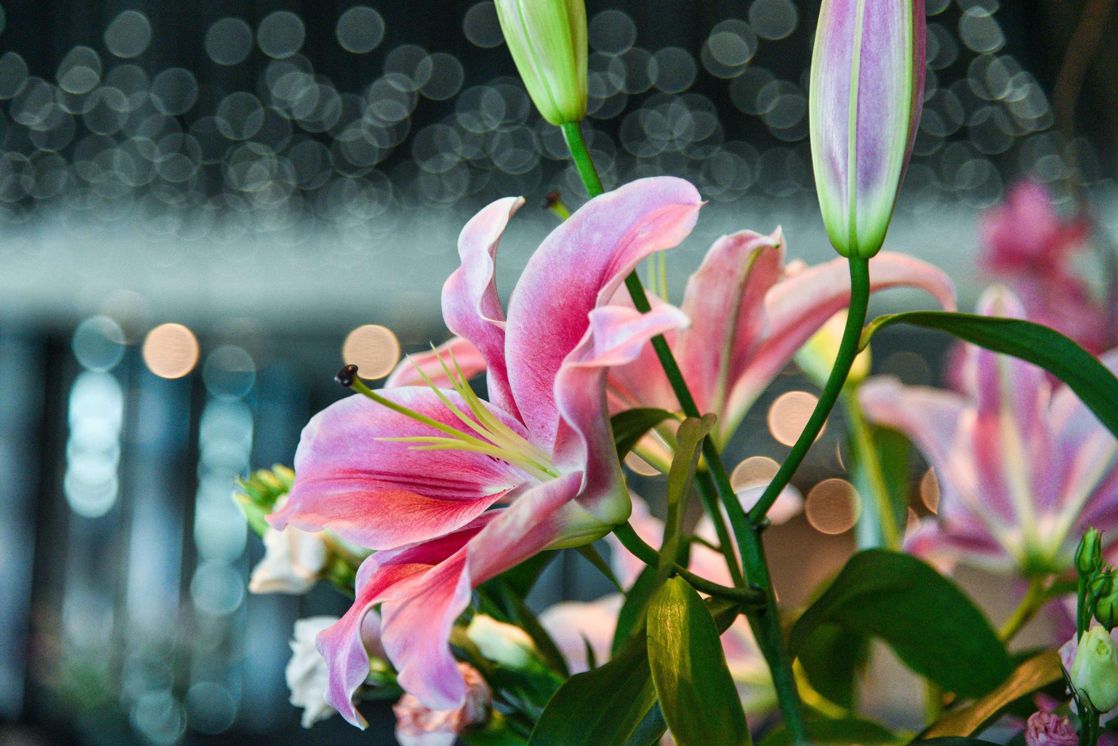 מלון Park Hyatt דוחה מראה חיצוני תמונה Lilium × hybridum